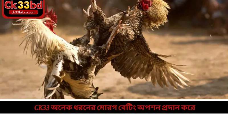 Ck33 অনেক ধরনের মোরগ বেটিং অপশন প্রদান করে