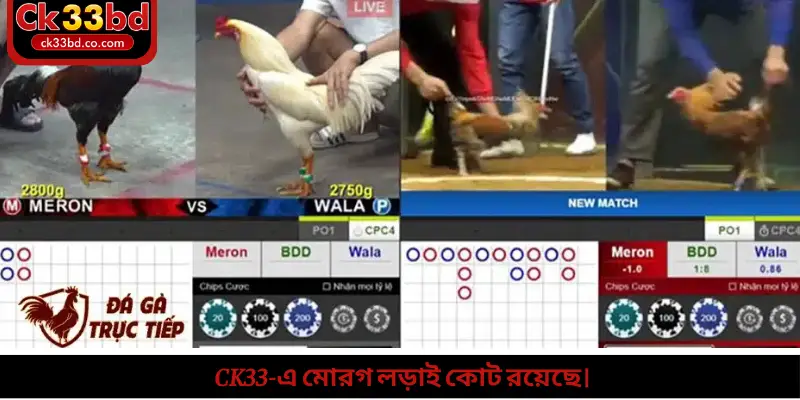 Ck33-এ মোরগ লড়াই কোট রয়েছে।