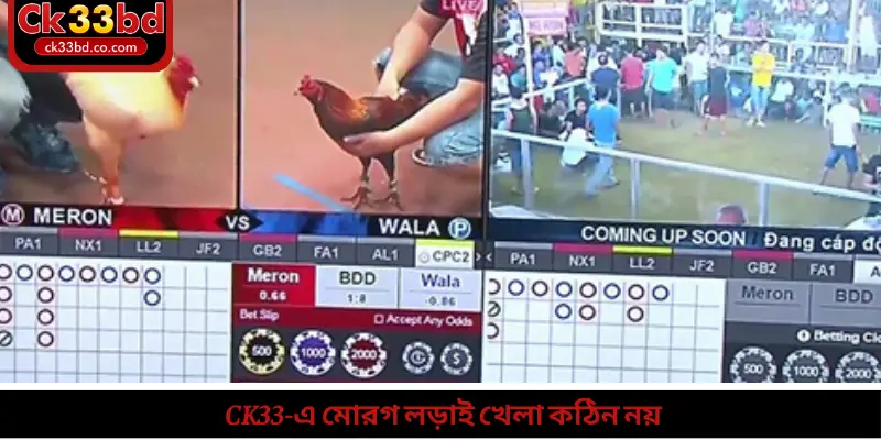 Ck33-এ মোরগ লড়াই খেলা কঠিন নয়
