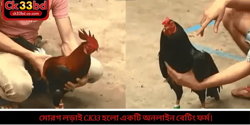 মোরগ লড়াই Ck33 হলো একটি অনলাইন বেটিং ফর্ম।