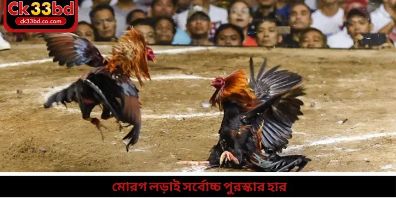 মোরগ লড়াই সর্বোচ্চ পুরস্কার হার